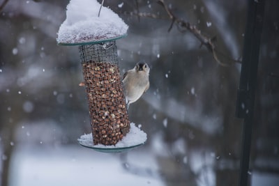 Gray passeriformes birds perched in the grey metallic birds feed selective focus photography
